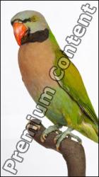 Parrot Psittacula alexandri